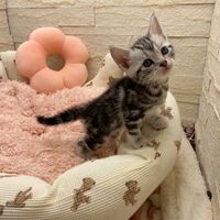 画像17472：エキゾチックショートヘア<br>　オモチ　きいろちゃん
