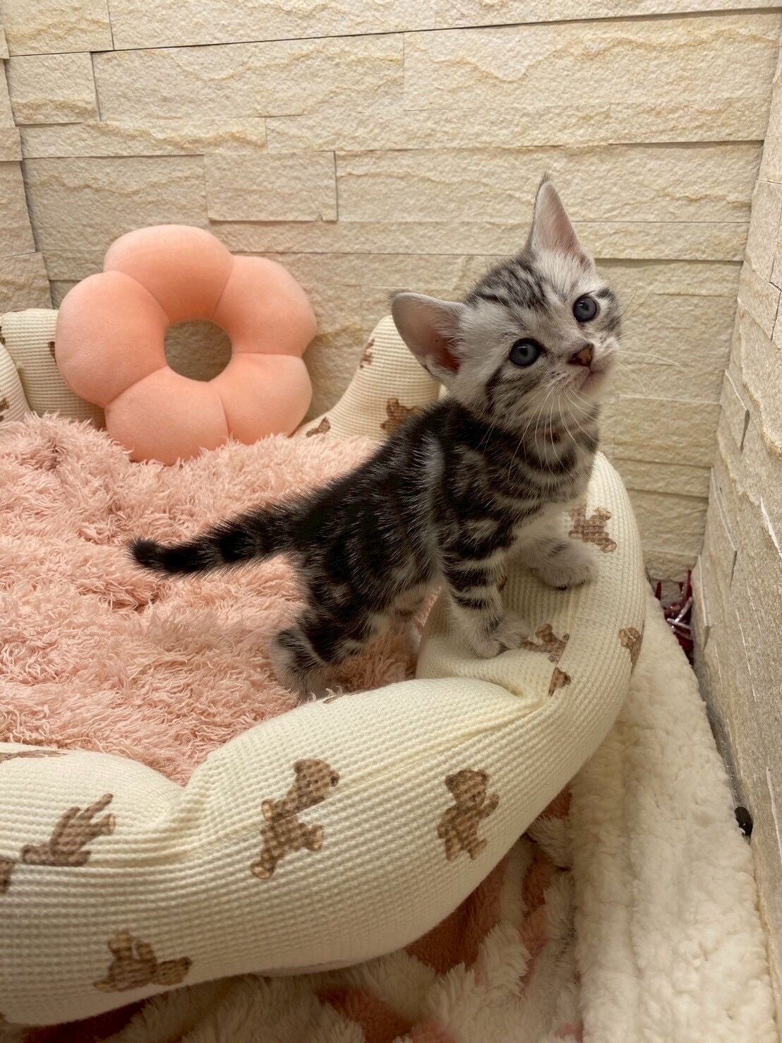 エキゾチックショートヘア　オモチ　きいろちゃん