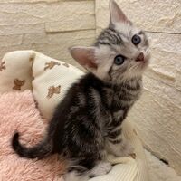 画像17473：エキゾチックショートヘア<br>　オモチ　きいろちゃん