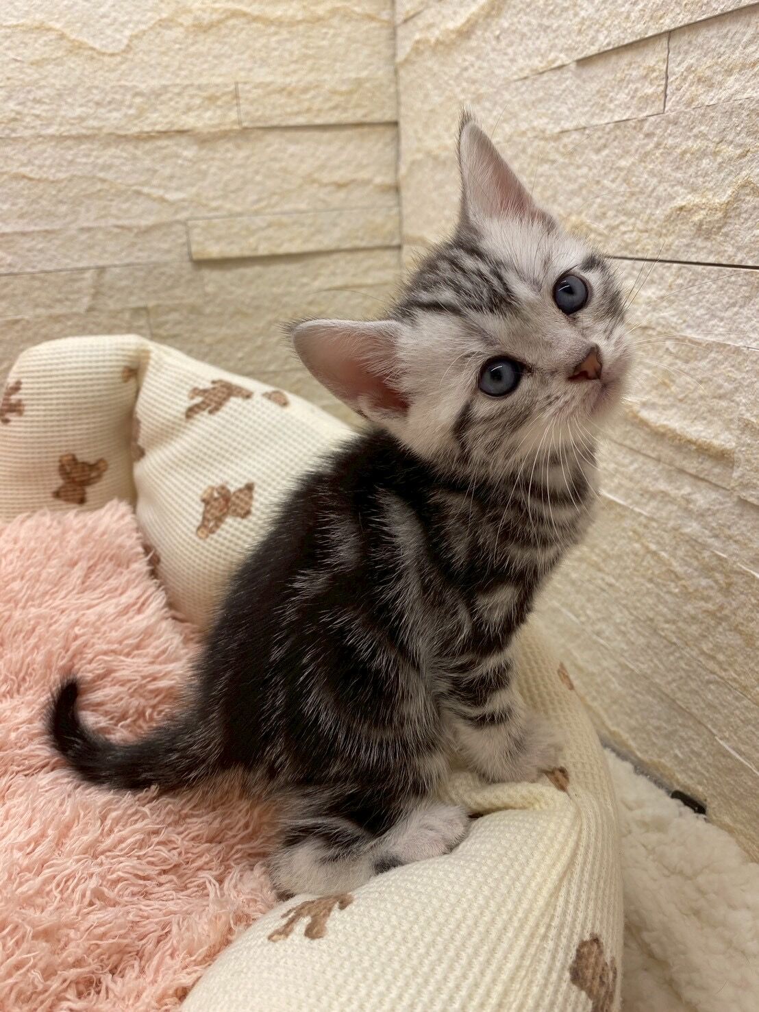 エキゾチックショートヘア　オモチ　きいろちゃん