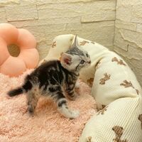 画像17474：エキゾチックショートヘア<br>　オモチ　きいろちゃん