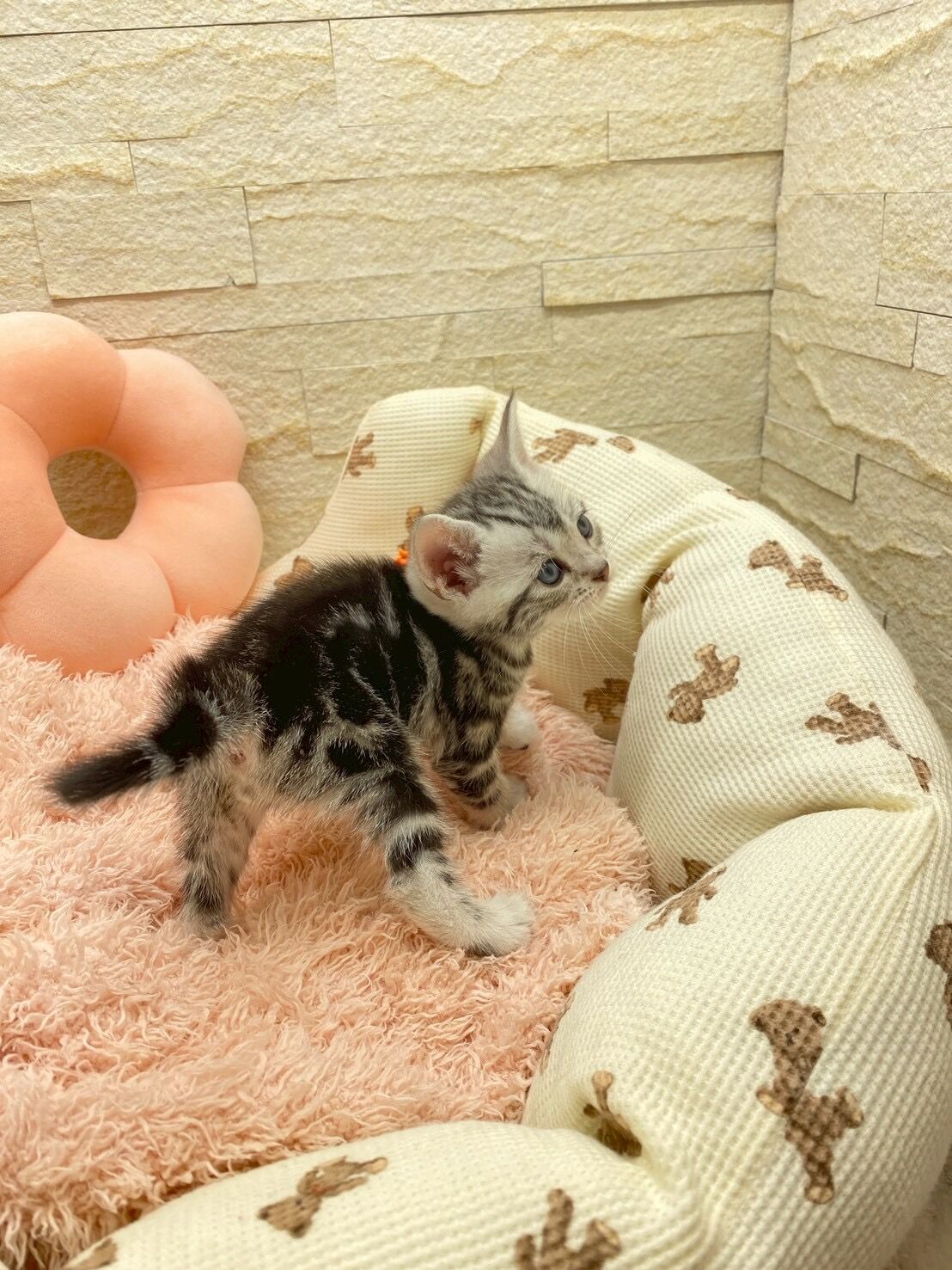 エキゾチックショートヘア　オモチ　きいろちゃん
