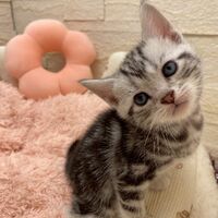 画像17475：エキゾチックショートヘア<br>　オモチ　きいろちゃん