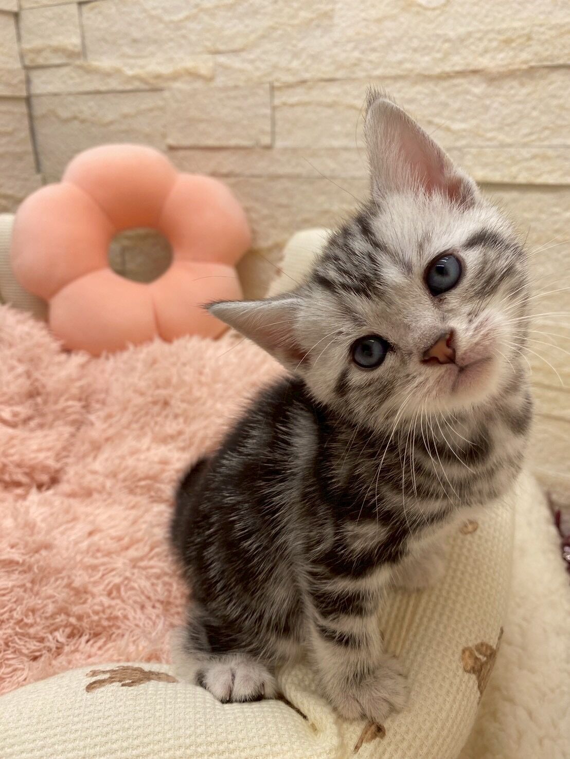 エキゾチックショートヘア　オモチ　きいろちゃん