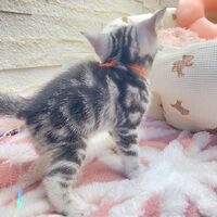 画像17476：エキゾチックショートヘア<br>　オモチ　きいろちゃん