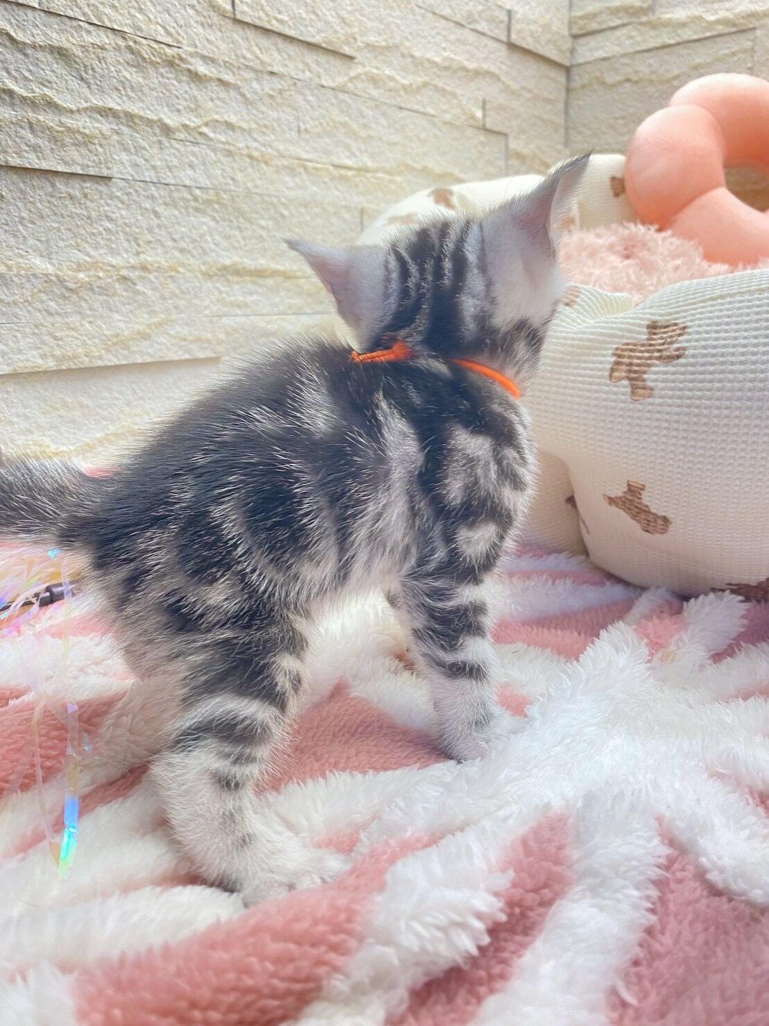 エキゾチックショートヘア　オモチ　きいろちゃん