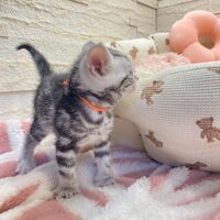 画像17477：エキゾチックショートヘア<br>　オモチ　きいろちゃん