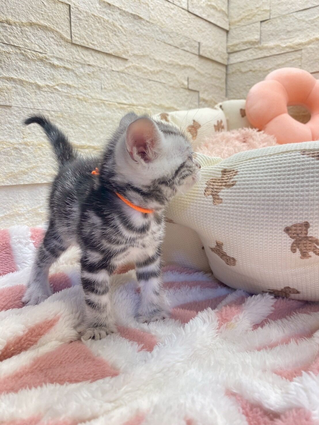 エキゾチックショートヘア　オモチ　きいろちゃん