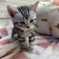 画像17478：エキゾチックショートヘア<br>　オモチ　きいろちゃん