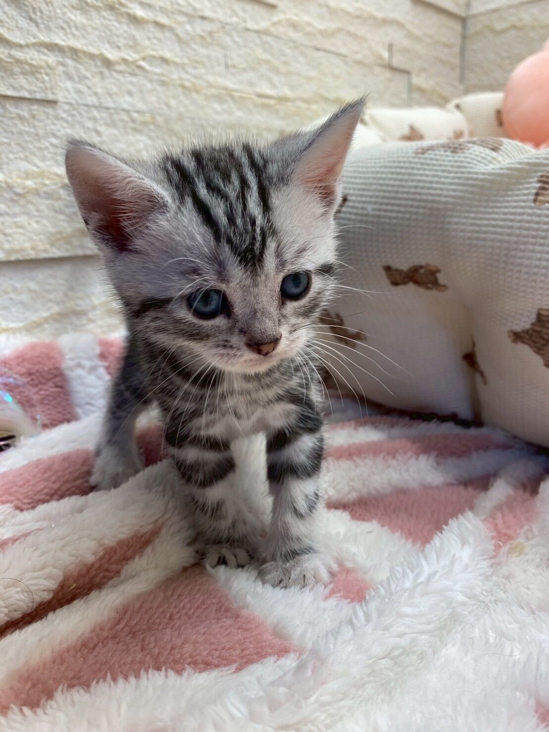 エキゾチックショートヘア　オモチ　きいろちゃん