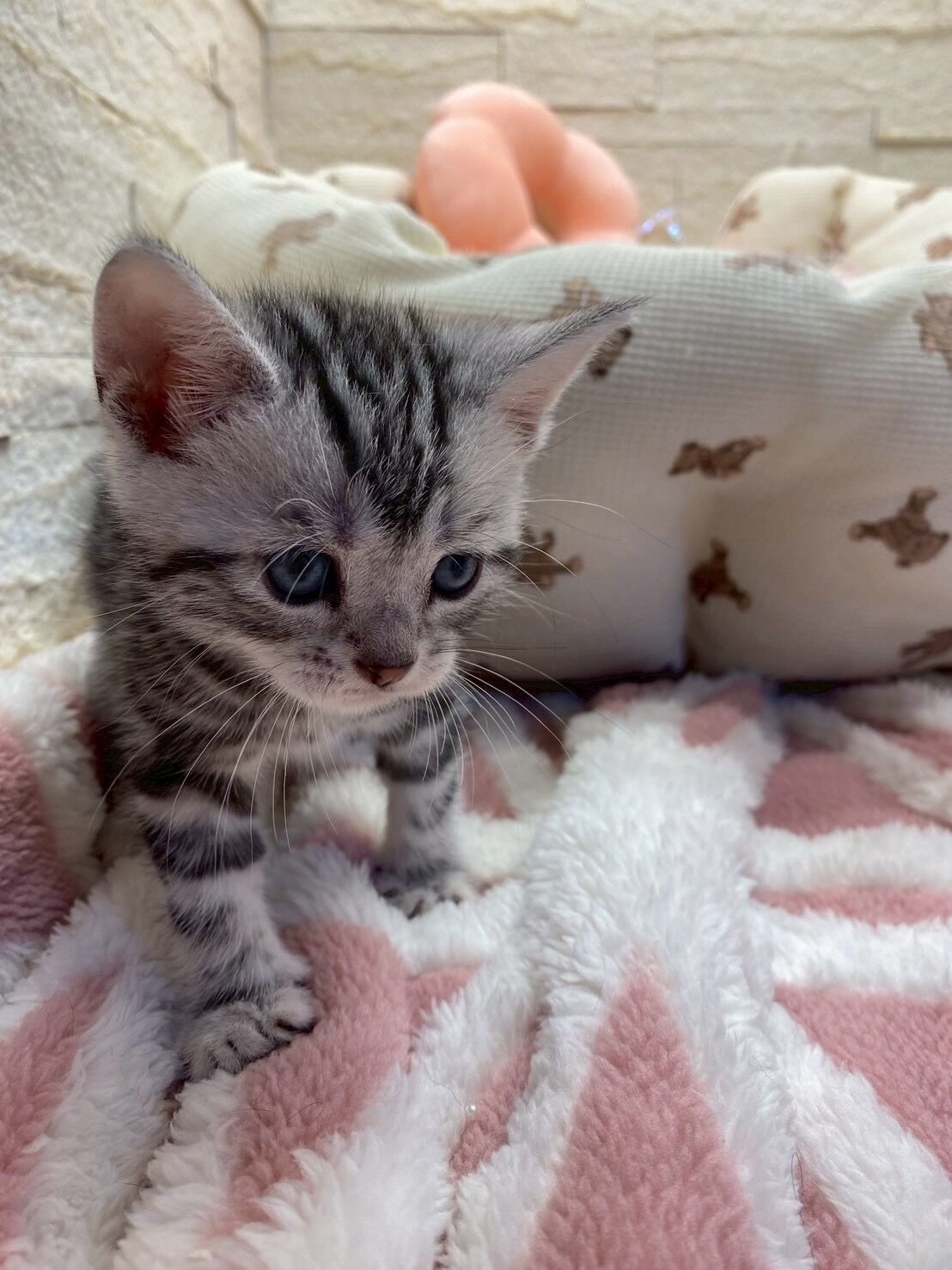 エキゾチックショートヘア　オモチ　きいろちゃん