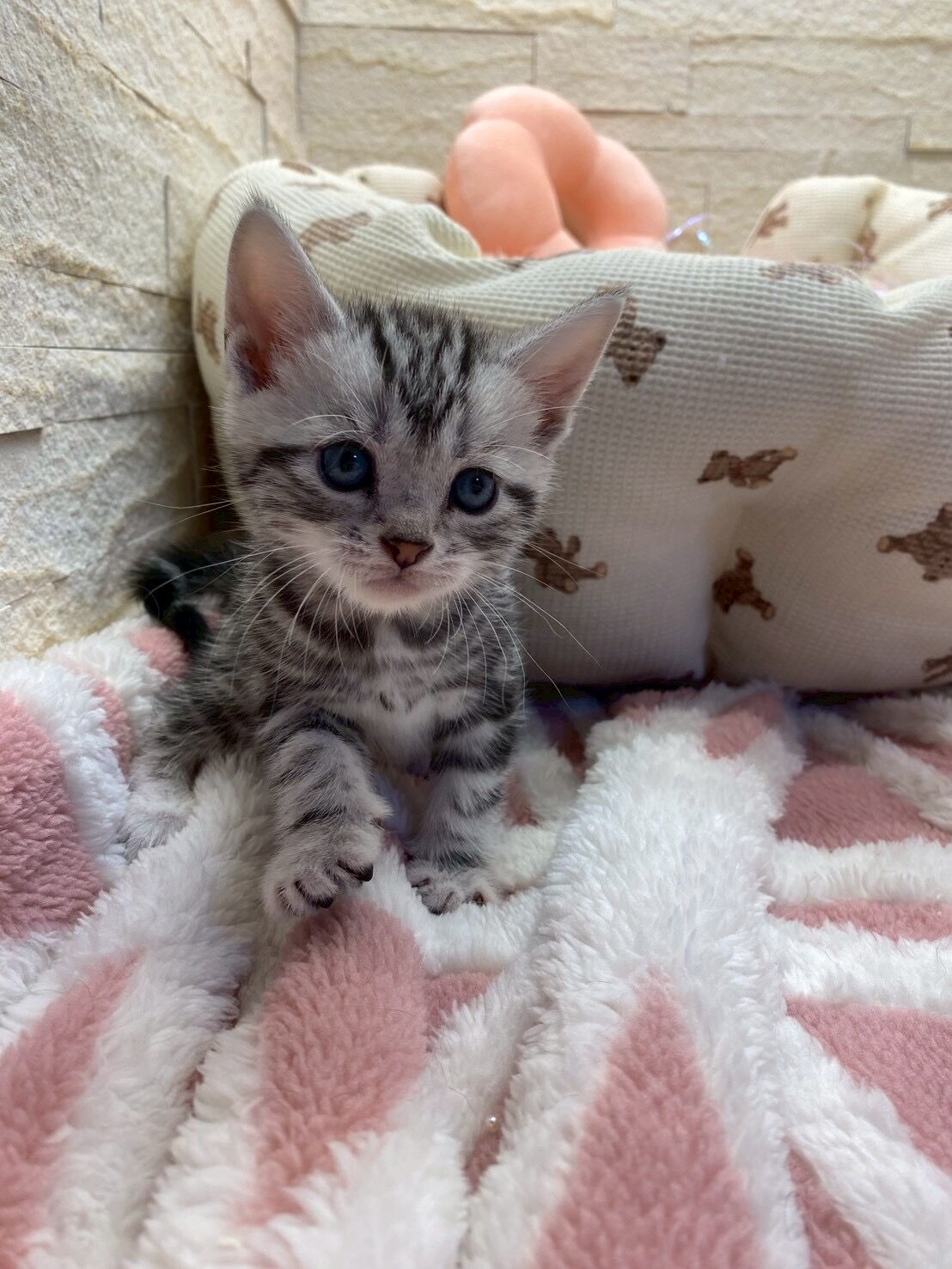 エキゾチックショートヘア　オモチ　きいろちゃん
