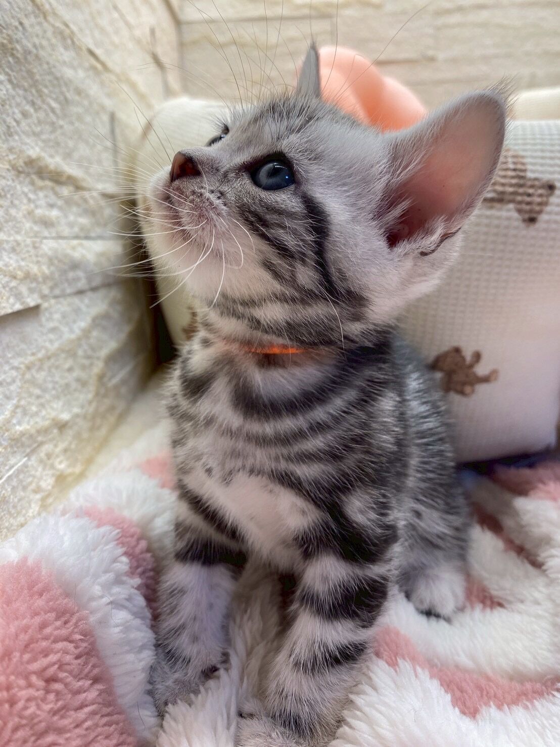 エキゾチックショートヘア　オモチ　きいろちゃん