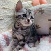画像17482：エキゾチックショートヘア<br>　オモチ　きいろちゃん