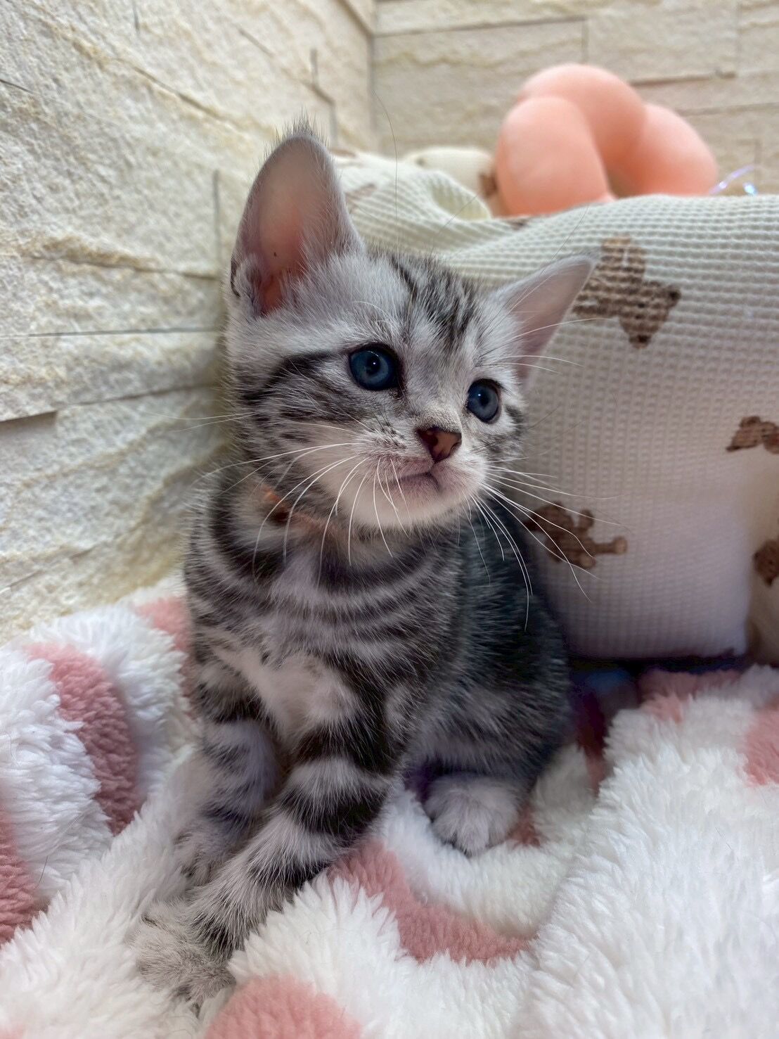 エキゾチックショートヘア　オモチ　きいろちゃん