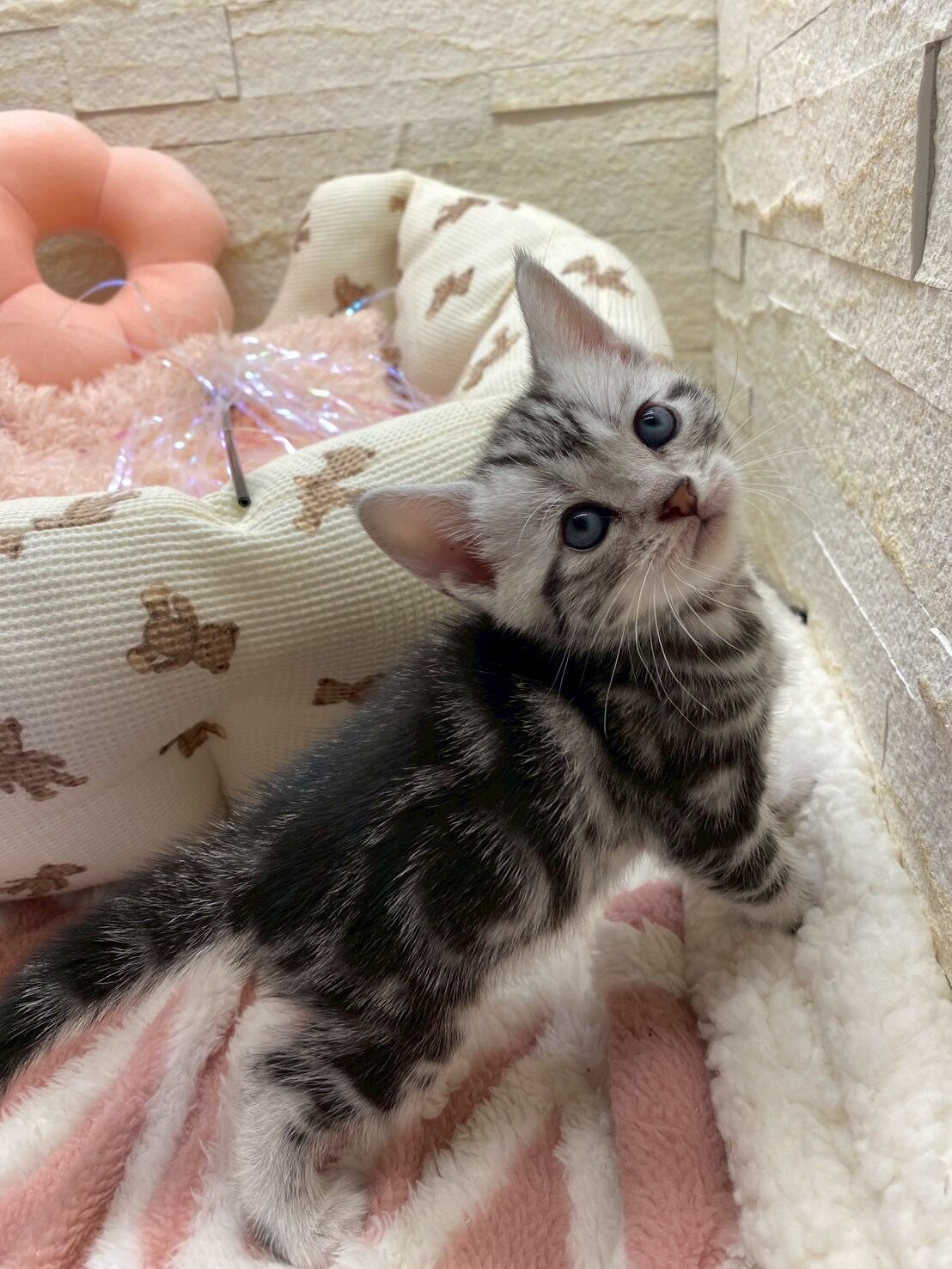 エキゾチックショートヘア　オモチ　きいろちゃん