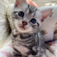 画像17484：エキゾチックショートヘア<br>　オモチ　きいろちゃん