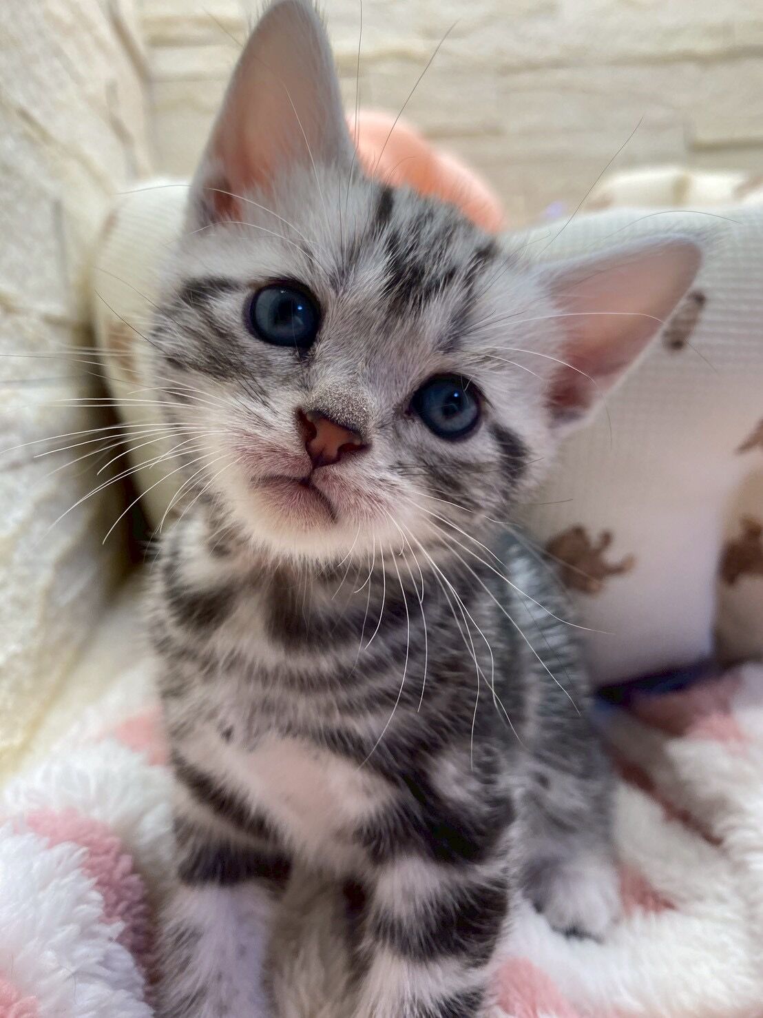 エキゾチックショートヘア　オモチ　きいろちゃん