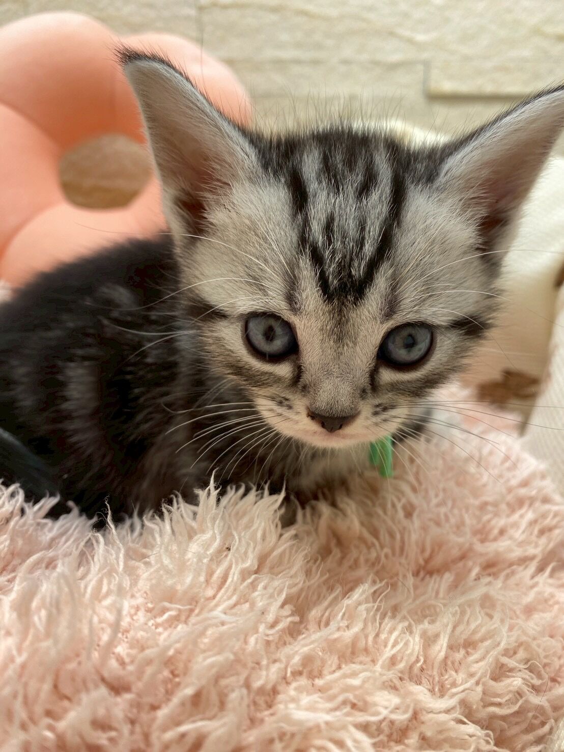 エキゾチックショートヘア　オモチ　きいろちゃん