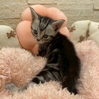 画像17514：エキゾチックショートヘア<br>　オモチ　きいろちゃん