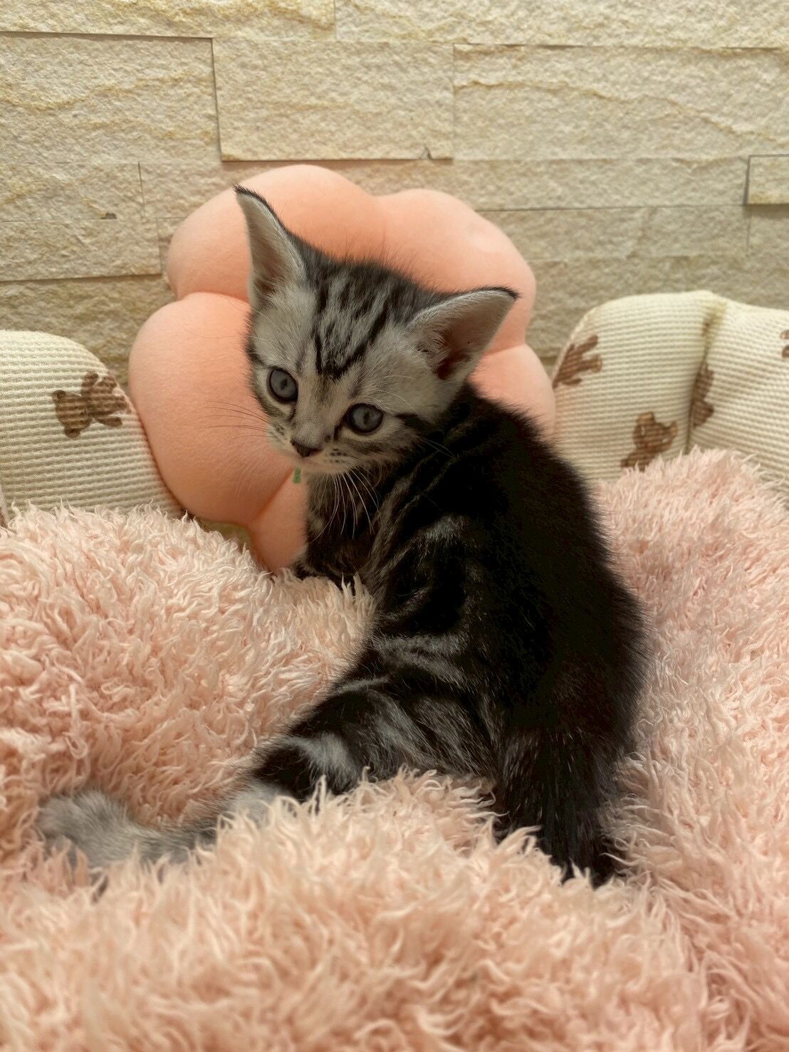エキゾチックショートヘア　オモチ　きいろちゃん
