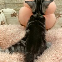画像17515：エキゾチックショートヘア<br>　オモチ　きいろちゃん