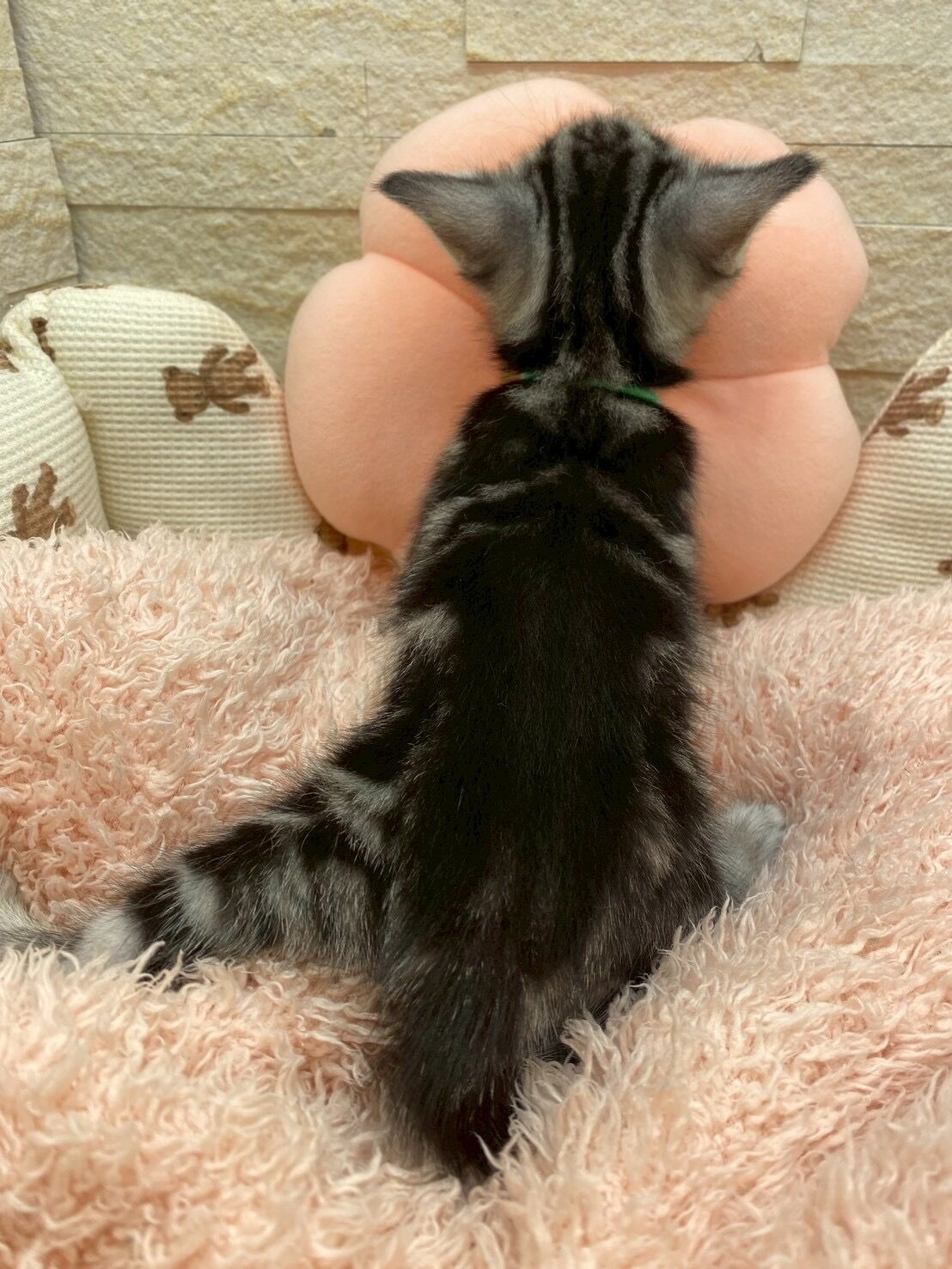 エキゾチックショートヘア　オモチ　きいろちゃん