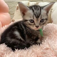 画像17516：エキゾチックショートヘア<br>　オモチ　きいろちゃん