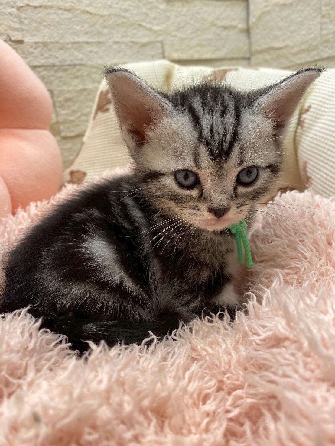 エキゾチックショートヘア　オモチ　きいろちゃん
