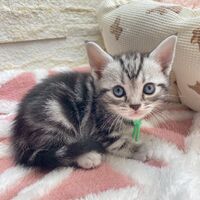 画像17518：エキゾチックショートヘア<br>　オモチ　きいろちゃん