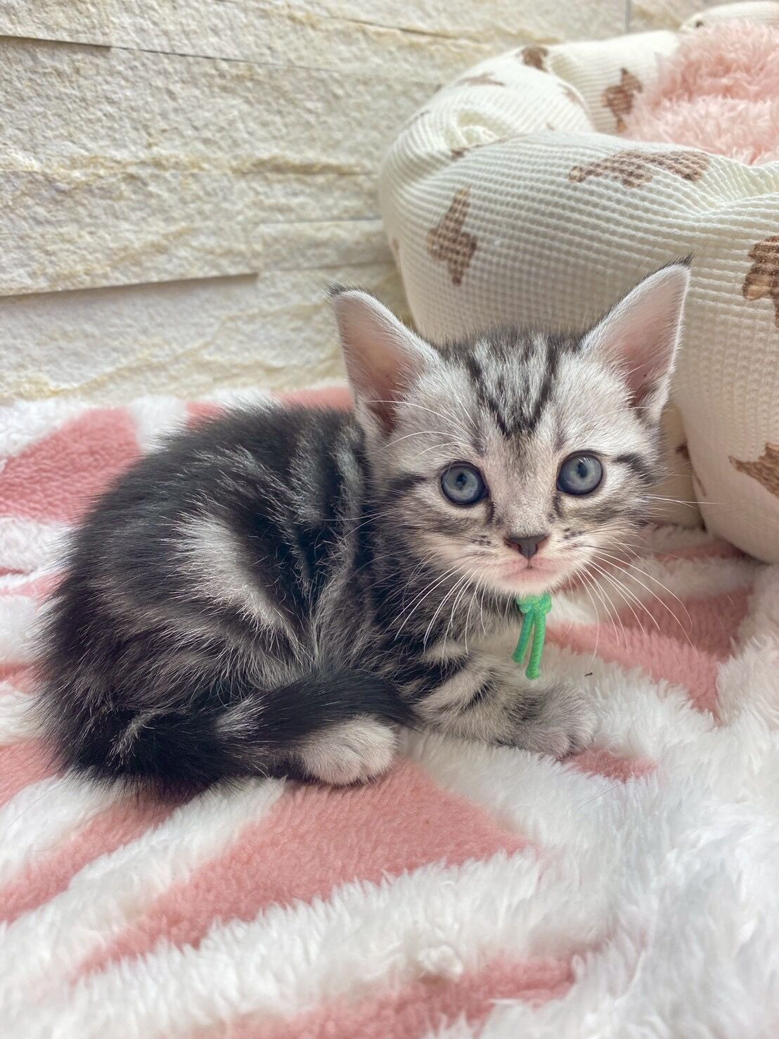 エキゾチックショートヘア　オモチ　きいろちゃん