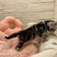 画像17519：エキゾチックショートヘア<br>　オモチ　きいろちゃん
