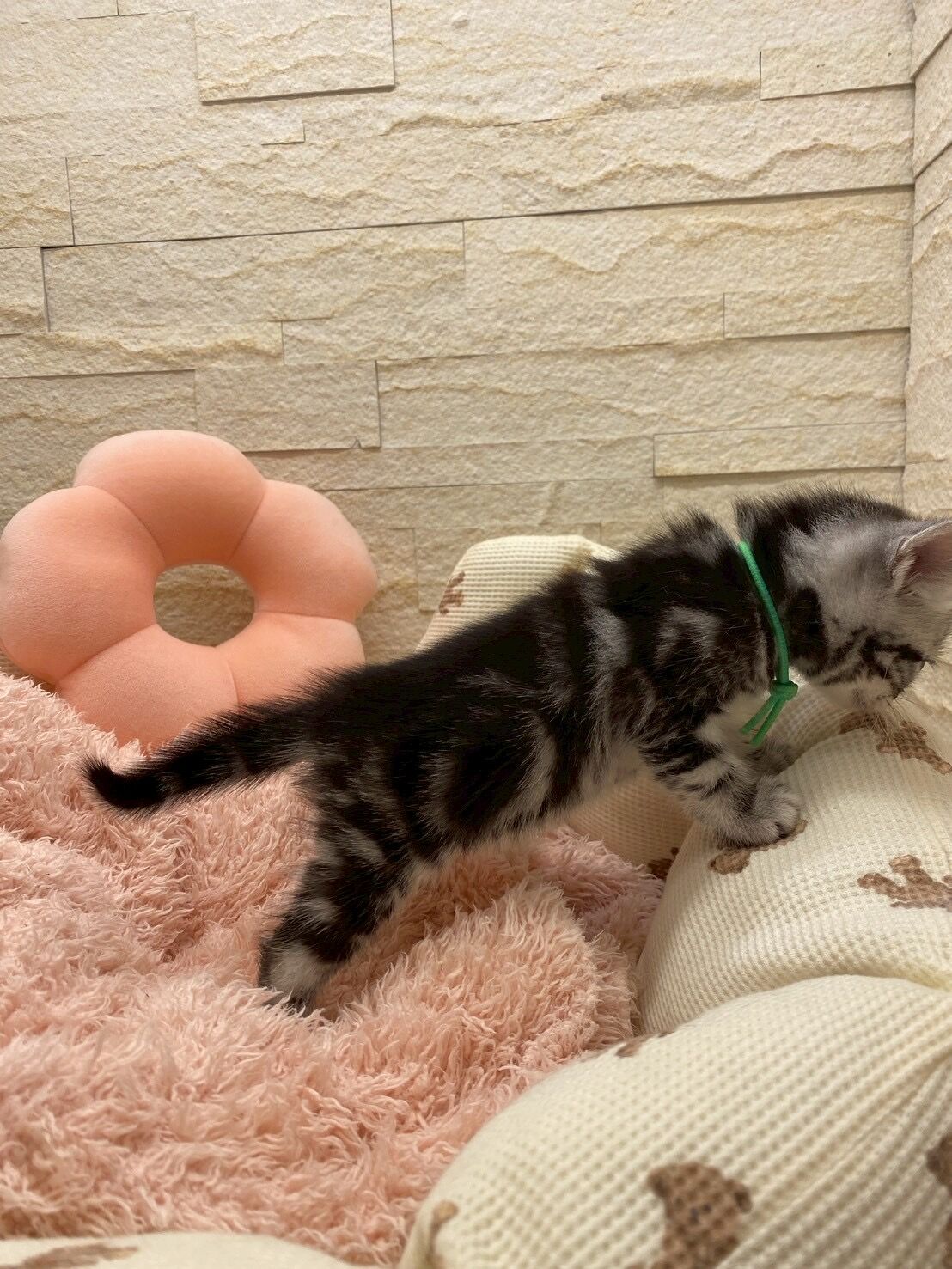 エキゾチックショートヘア　オモチ　きいろちゃん