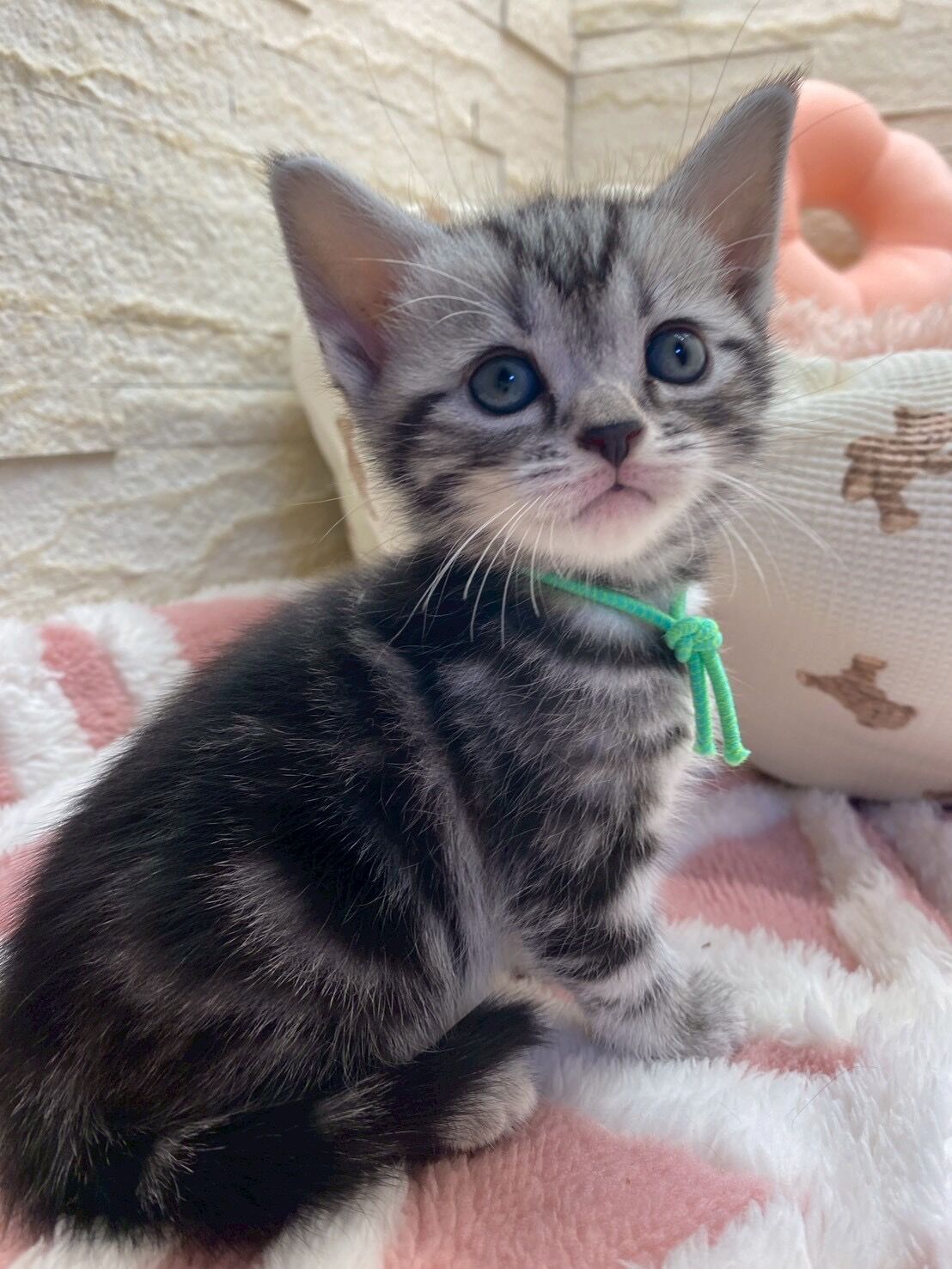 エキゾチックショートヘア　オモチ　きいろちゃん