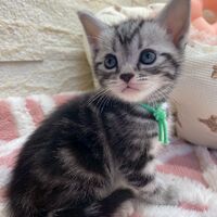 画像17521：エキゾチックショートヘア<br>　オモチ　きいろちゃん