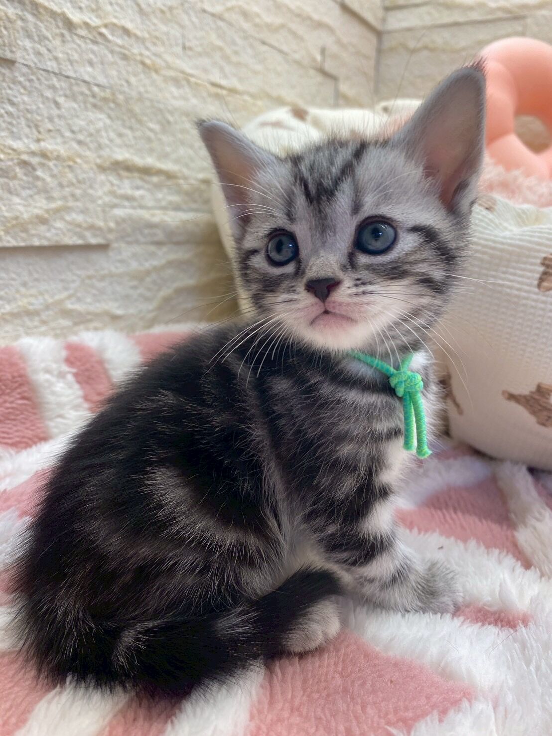 エキゾチックショートヘア　オモチ　きいろちゃん