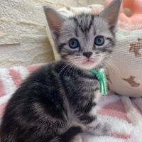 画像17522：エキゾチックショートヘア<br>　オモチ　きいろちゃん