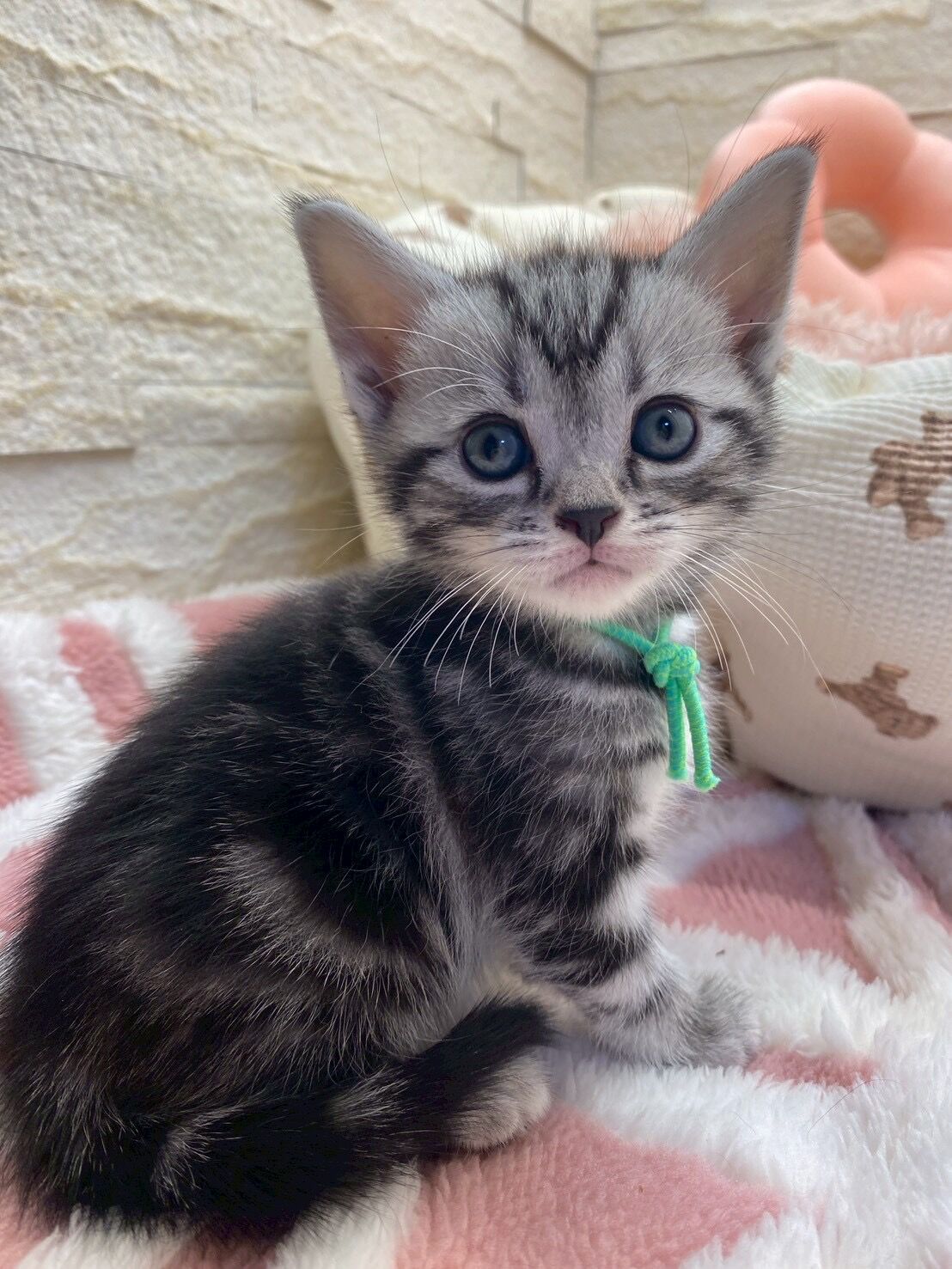 エキゾチックショートヘア　オモチ　きいろちゃん
