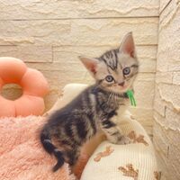 画像17523：エキゾチックショートヘア<br>　オモチ　きいろちゃん