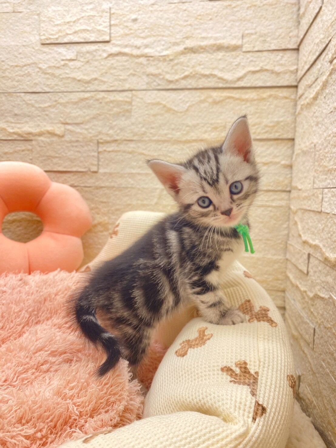 エキゾチックショートヘア　オモチ　きいろちゃん