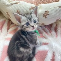画像17524：エキゾチックショートヘア<br>　オモチ　きいろちゃん