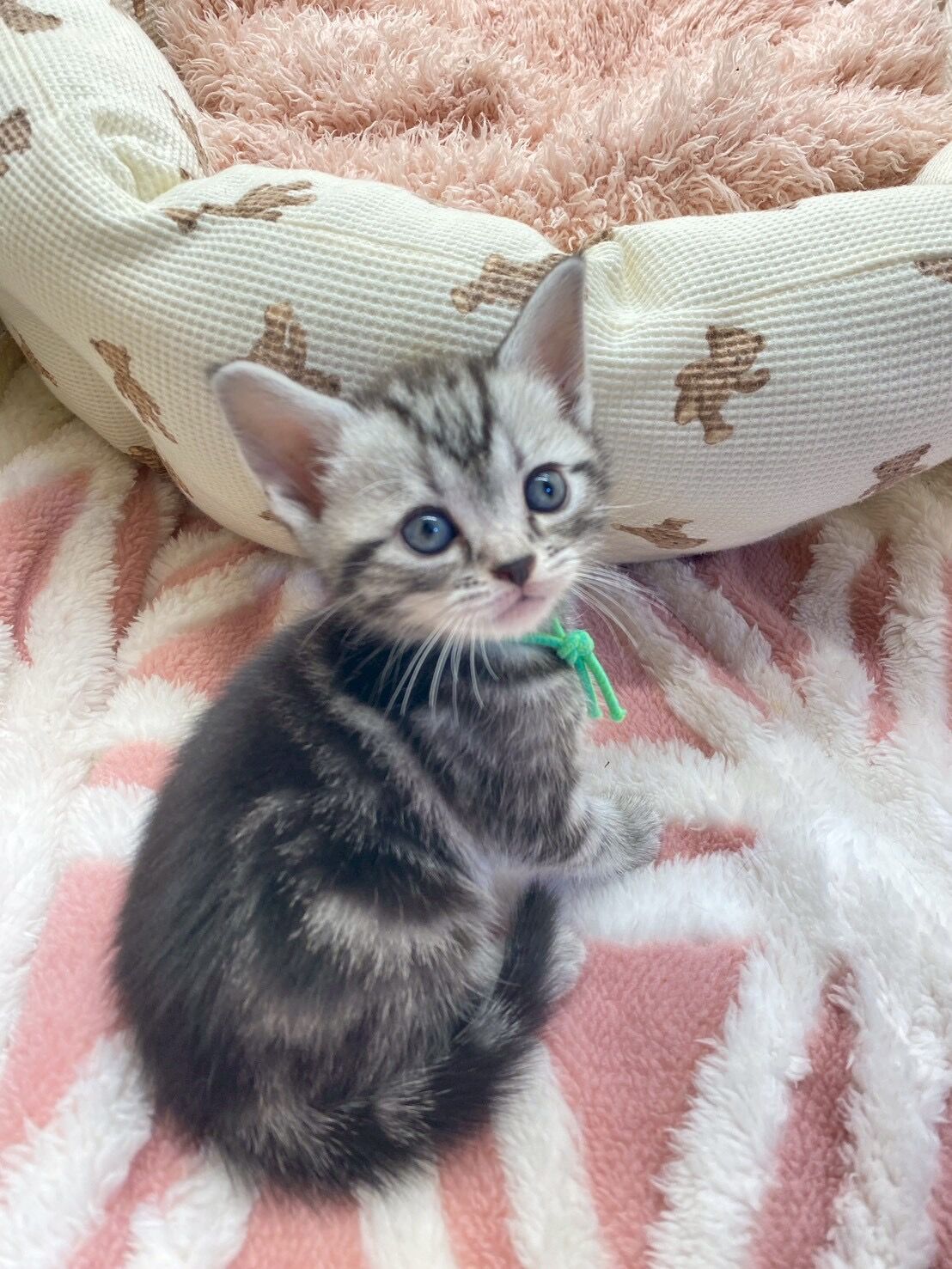 エキゾチックショートヘア　オモチ　きいろちゃん