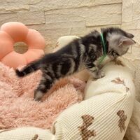画像17525：エキゾチックショートヘア<br>　オモチ　きいろちゃん