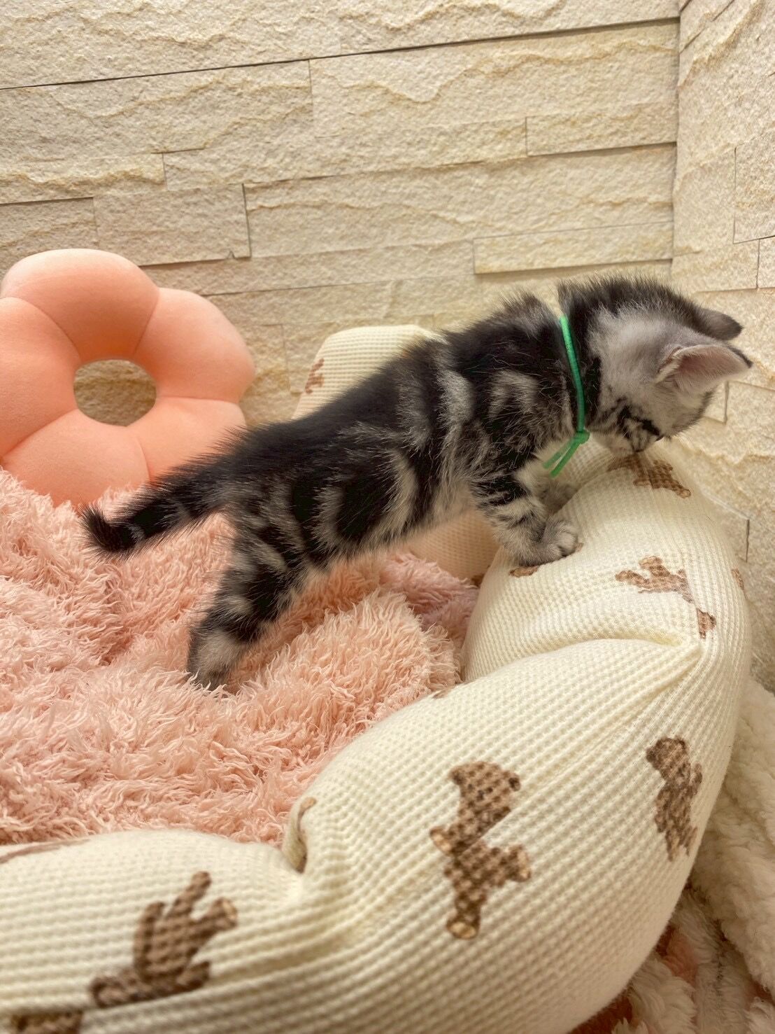 エキゾチックショートヘア　オモチ　きいろちゃん