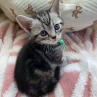 画像17526：エキゾチックショートヘア<br>　オモチ　きいろちゃん