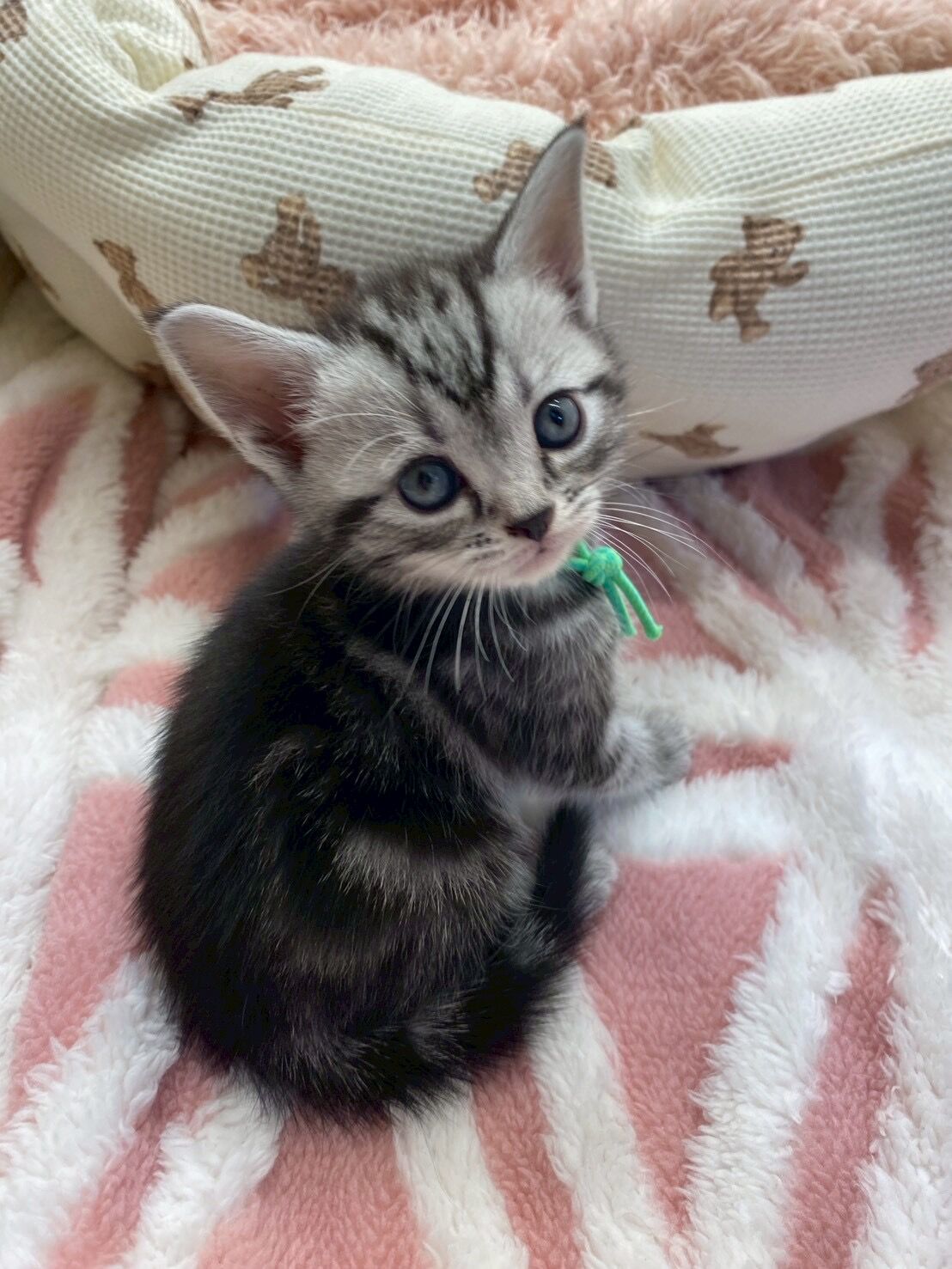 エキゾチックショートヘア　オモチ　きいろちゃん