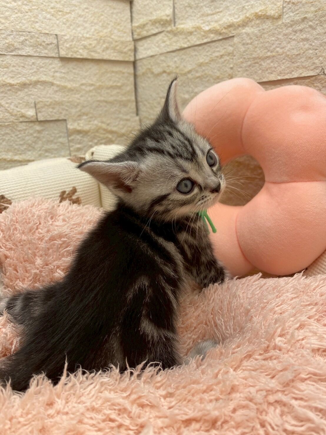 エキゾチックショートヘア　オモチ　きいろちゃん