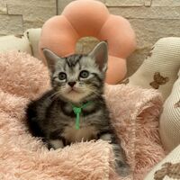 画像17528：エキゾチックショートヘア<br>　オモチ　きいろちゃん