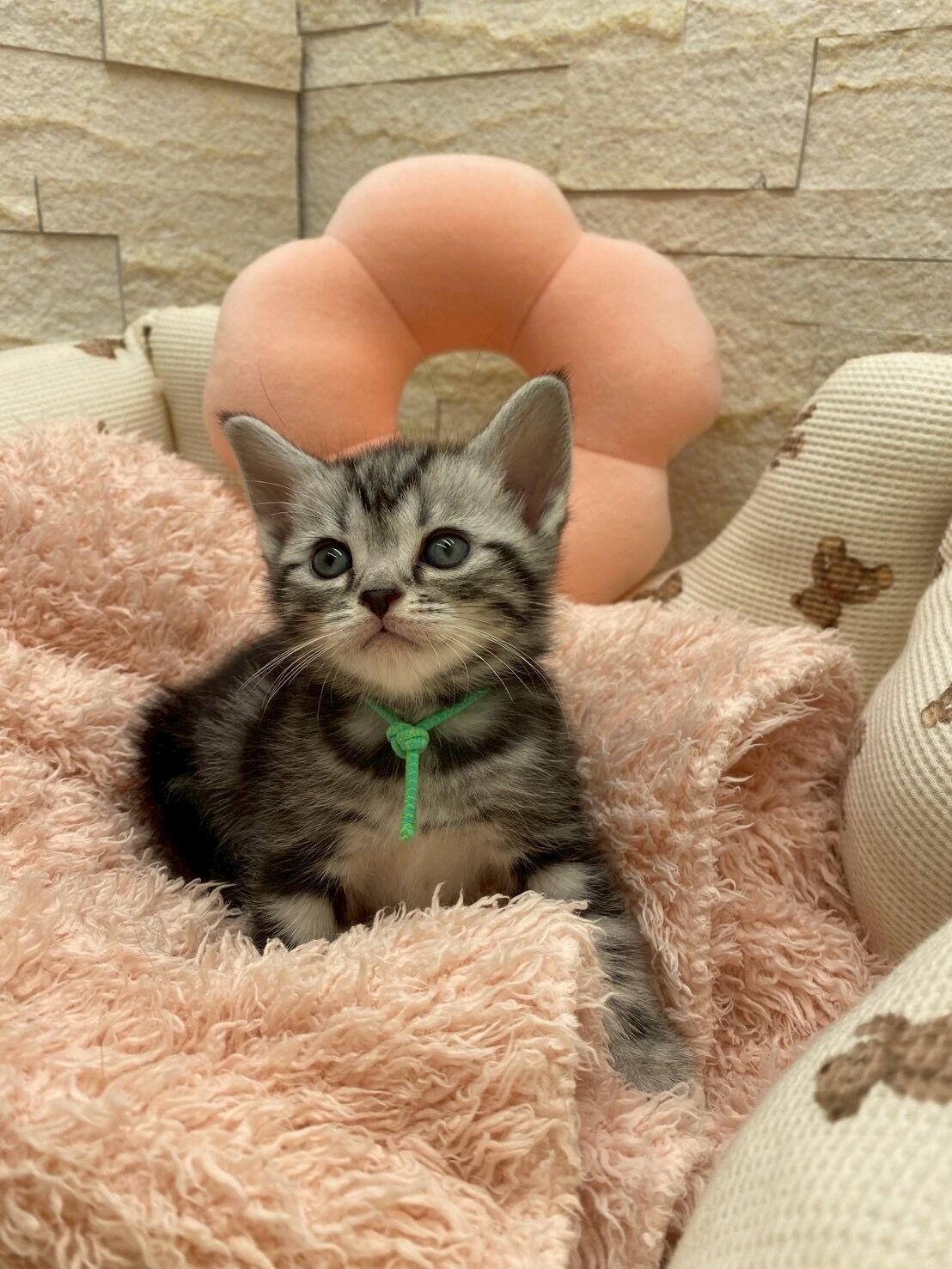 エキゾチックショートヘア　オモチ　きいろちゃん