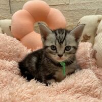 画像17529：エキゾチックショートヘア<br>　オモチ　きいろちゃん